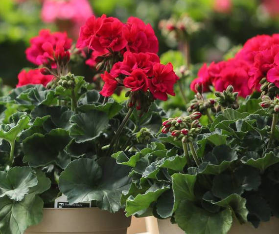 Asia Plants homepage