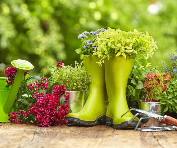 Asia Plants homepage